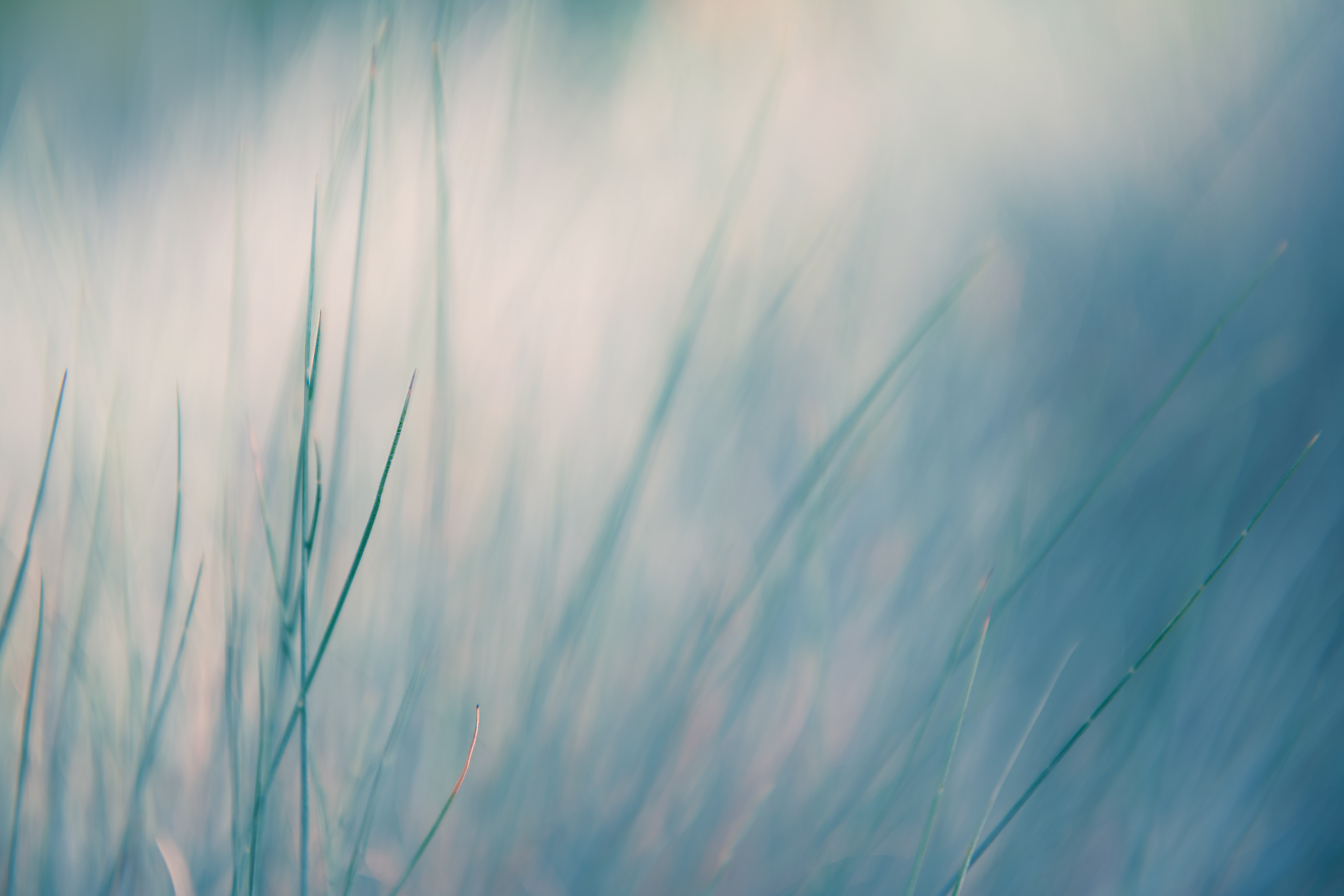 texture of grasses